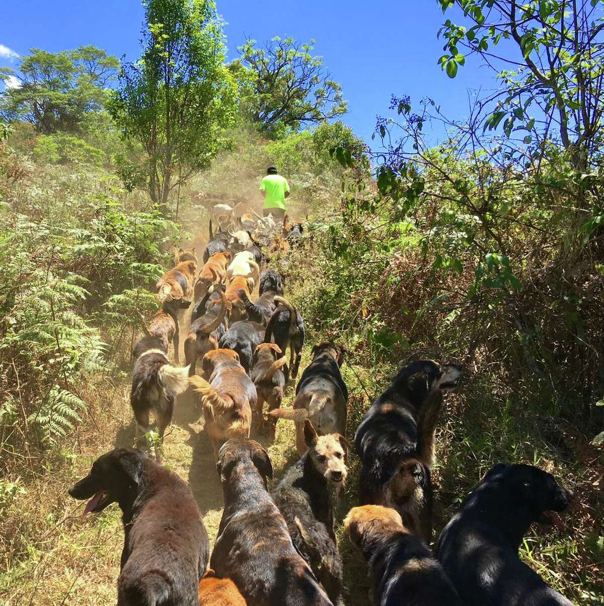 Costa Rica's Territorio de Zaguates is home to more than 900 dogs