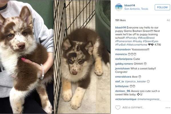 pomeranian husky prix