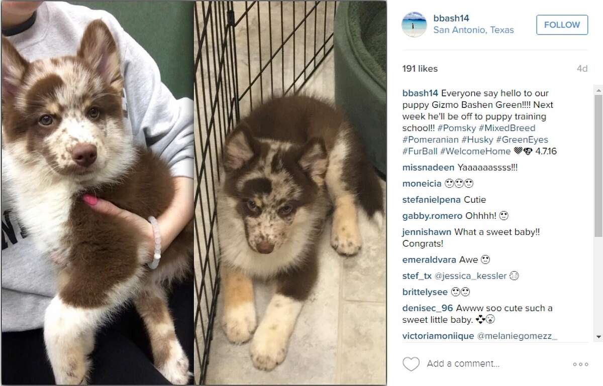 Danny Green's girlfriend Blair Bashen posted this photo of their new pooch.