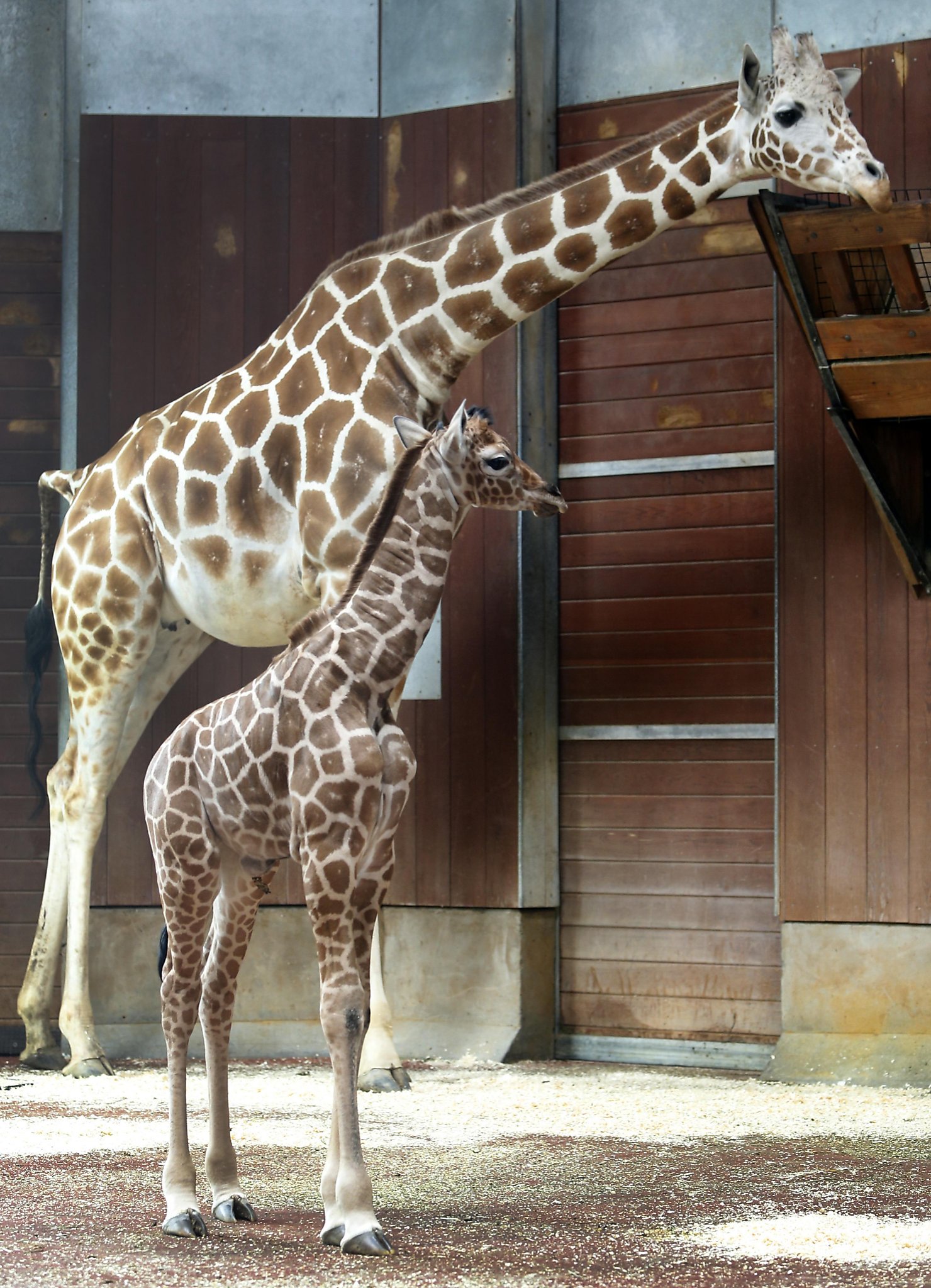 Baby giraffe born at San Francisco Zoo - SFGate