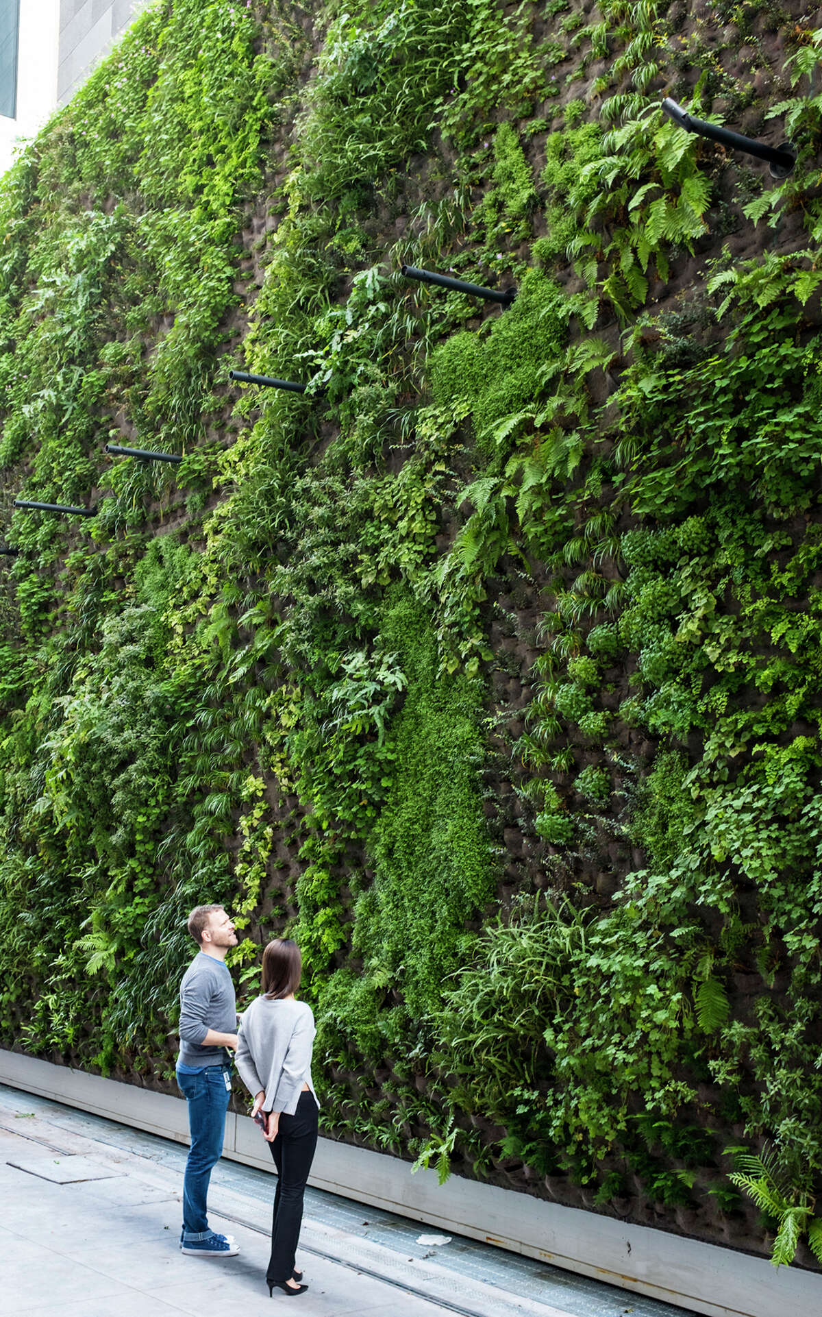 SFMOMA officials are calling it the largest living wall in the Bay Area. 