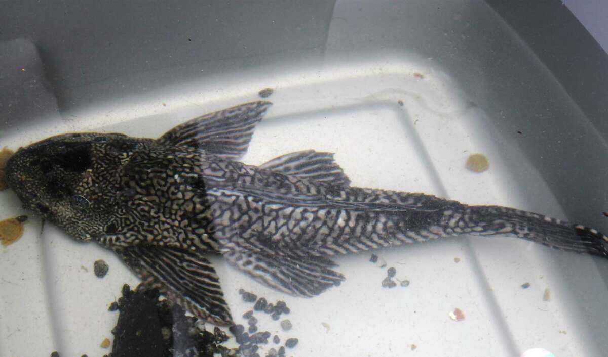 Animal Care Services officers were called to a Southeast Side apartment where they found 8 abandoned pets, including a two-foot long, sucker fish identified as a Plecostomus, a member of the armored catfish family.