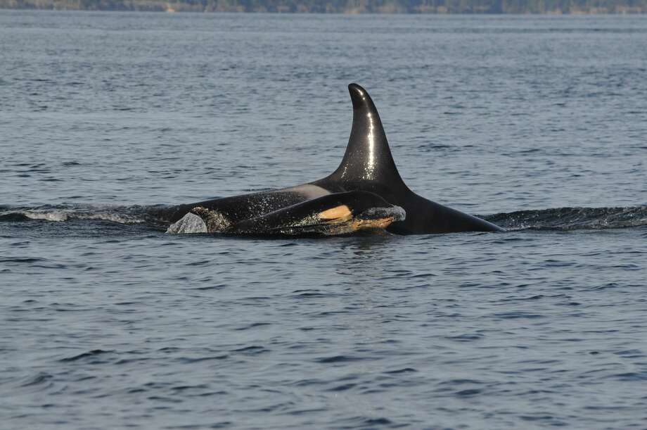 The picture shows J16 and J50 (female calf, photographed for the first time on 12/30/2014) of the southern resident killer whale community. Wikipedia abstract: "The smallest of the four resident communities of the northwestern part of the Pacific Ocean in North America. It is the only killer whale population listed as Threatened by the US Fish & Wildlife Service. "