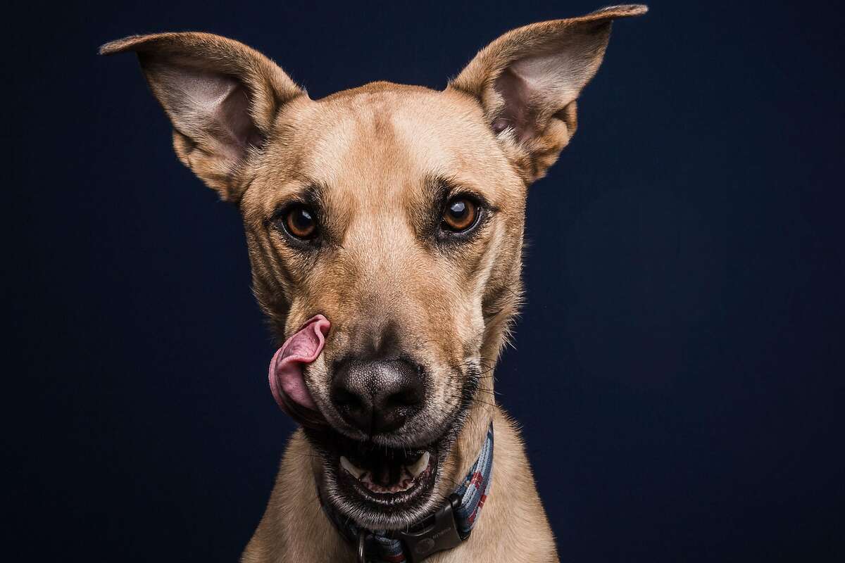 peanut butter ears for dogs