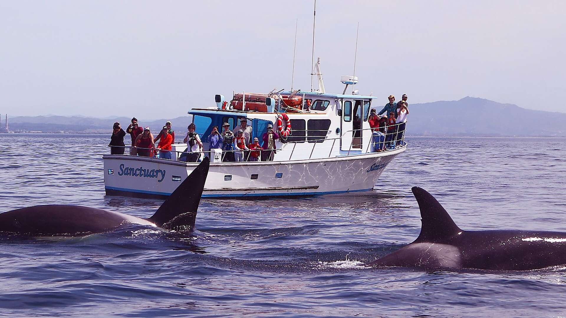 Whales, orcas converge in Monterey Bay