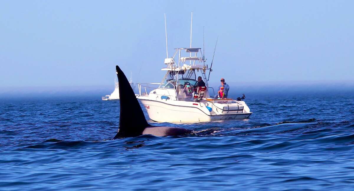 The massive dorsal fin from a bull orca juts skyward and appears to dwarf a family in a boat on Monterey Bay; 20 orcas are believed to have migrated to Monterey Bay's Submarine Canyon near Moss Landing to attack and feed on gray whale calves.