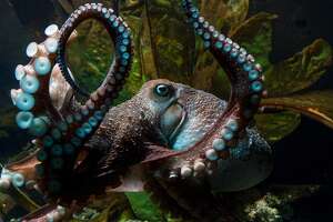 Inky the octopus escapes enclosure, finds freedom through drain pipe to the ocean