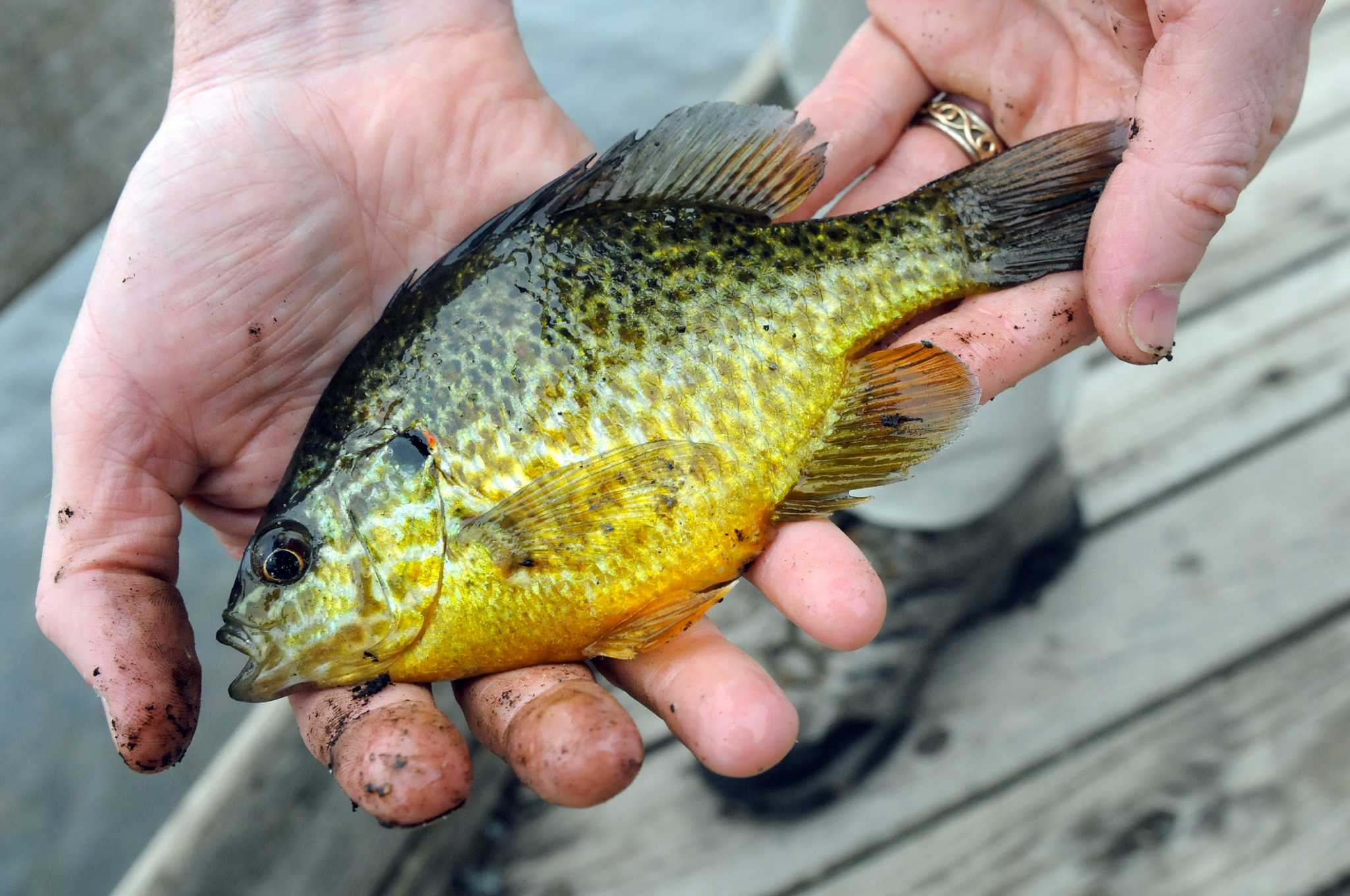Panfish » Fish Onondaga County
