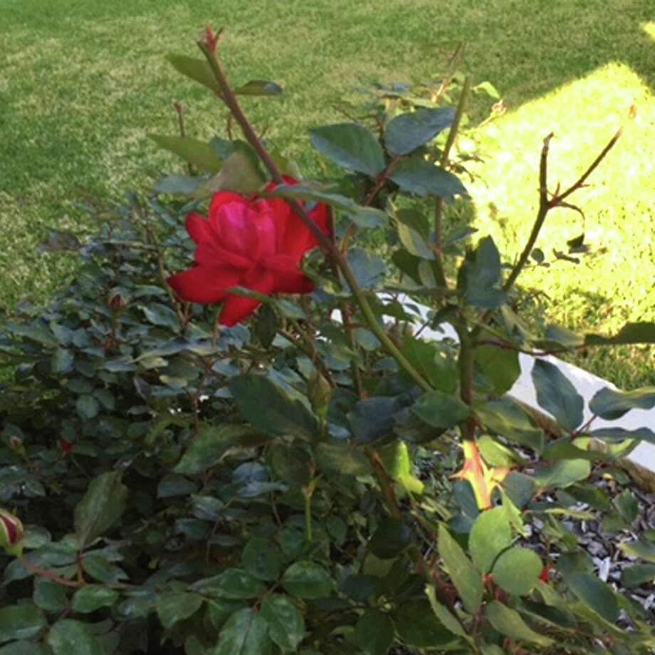 Neil Sperry Keep checking Knockout roses for rosette virus San