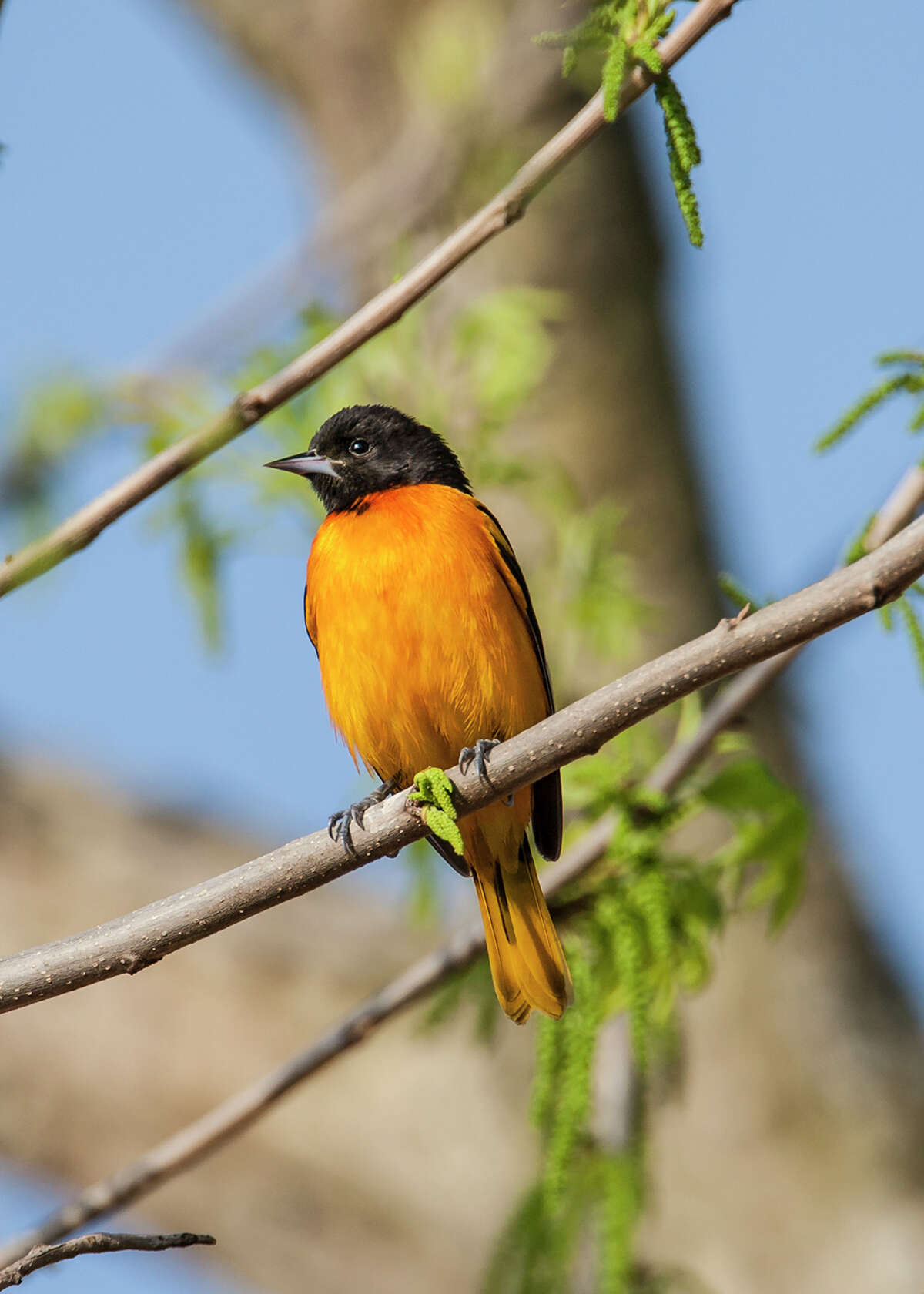 Baltimore orioles have a bright-orange breast with a black hood and black back.