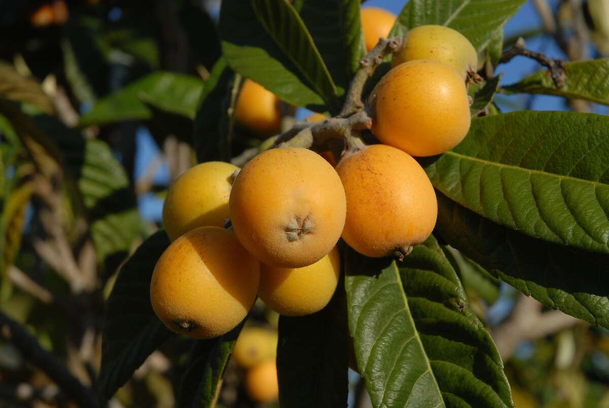 Bite-size loquats make a good snack or tasty jelly. Nispero or Loquat, fruit on tree.