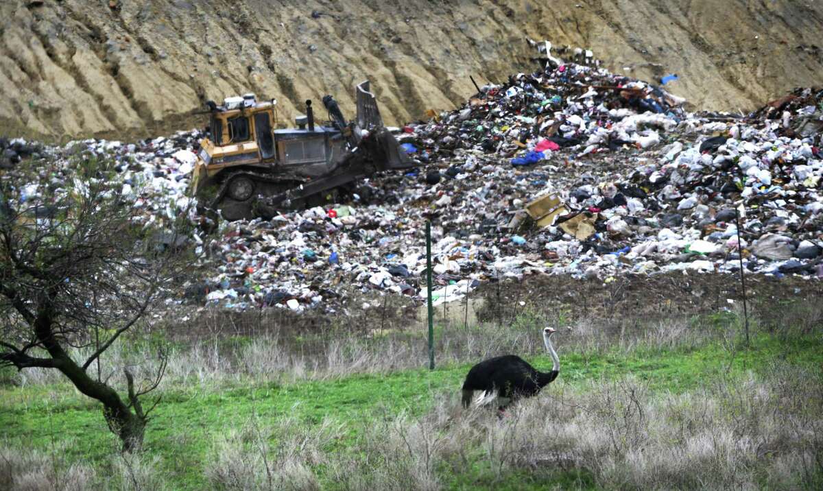 A landfill where the wildebeest roams