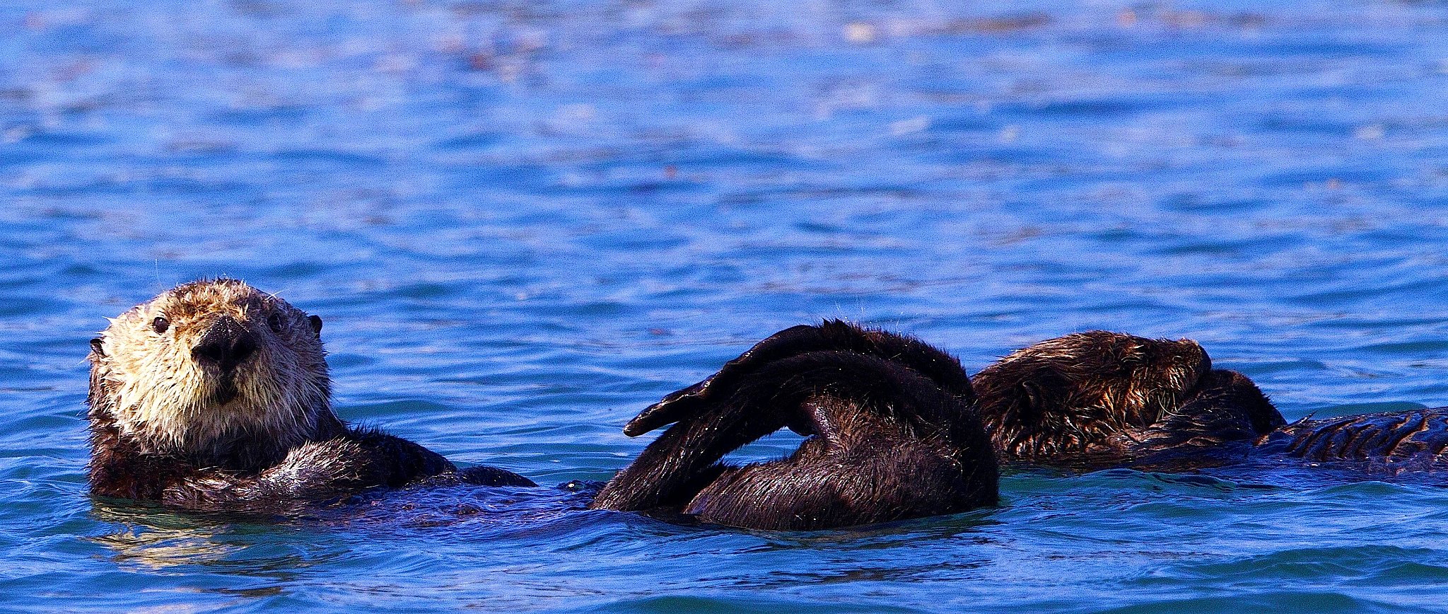 Sea Otter Population Declines Slightly Off California Coast