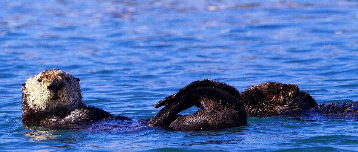 根据海洋生物学家的说法，在蒙特利湾Moss Landing的Elkhorn Slough，已经有13只水獭幼崽出生，大约80只水獭，包括许多短暂的雄性，已经在这里定居下来。
