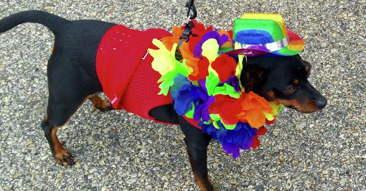 Pets strut their Fiesta best for 4 Paws Pet Pageant