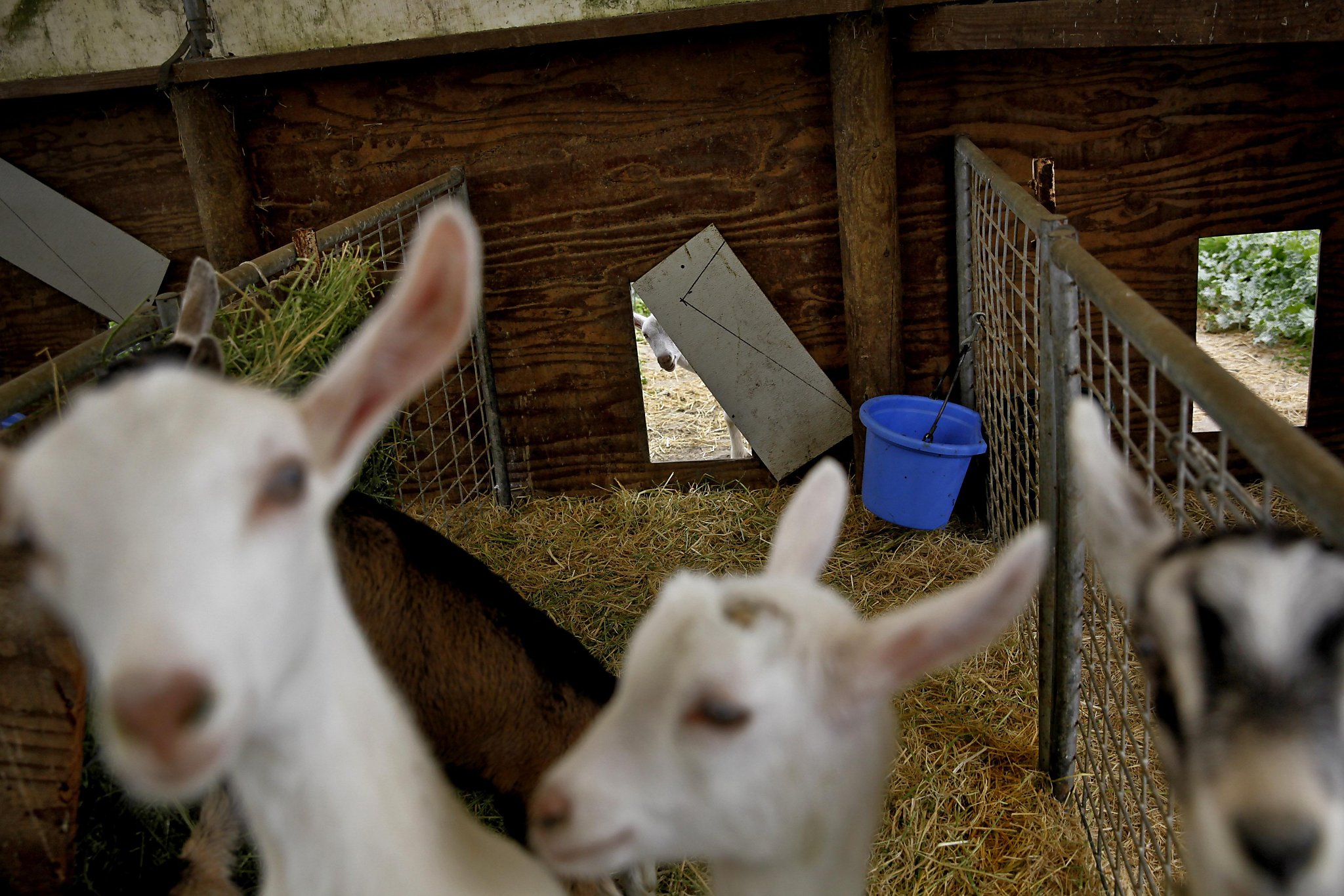 Barn First Creamery: Maverick Makers of Farmstead Goat Cheese
