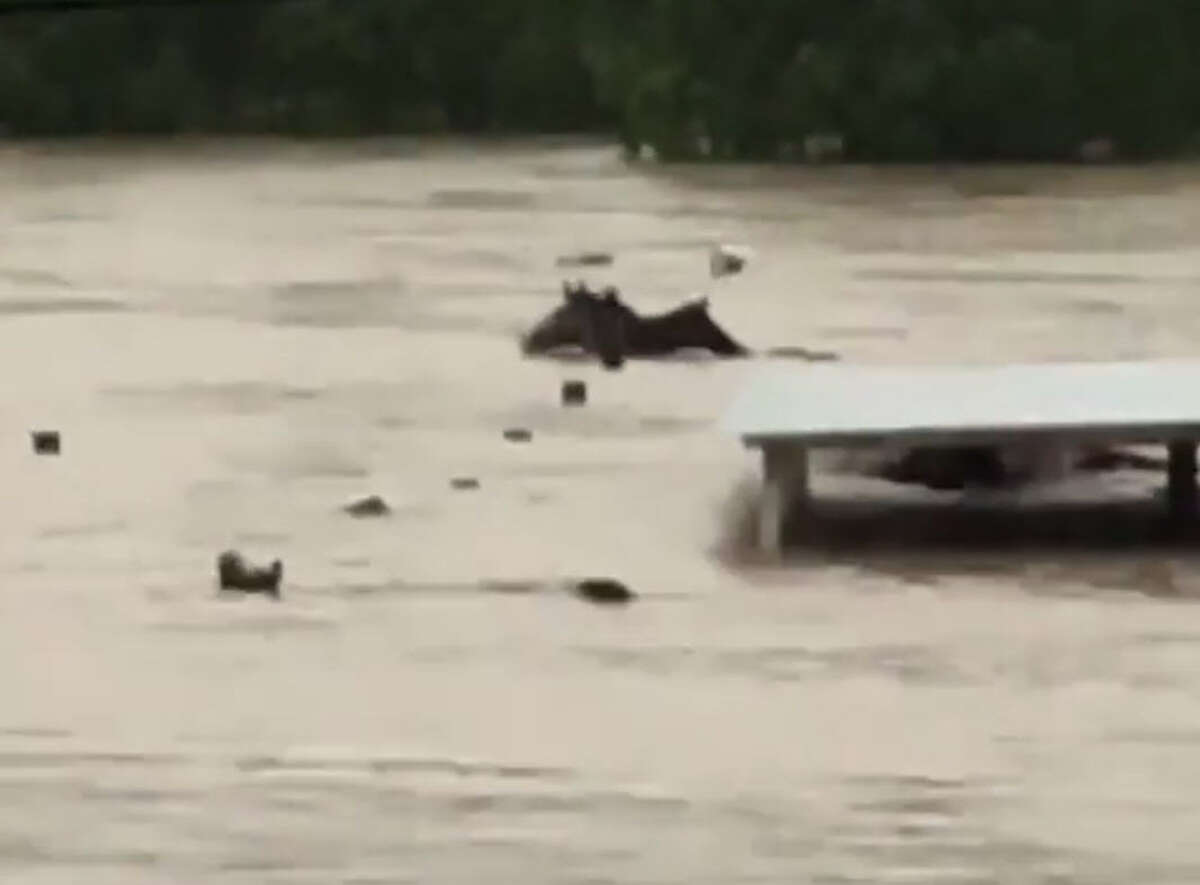 Raw video Drowning horses fight for survival in flood waters near Houston