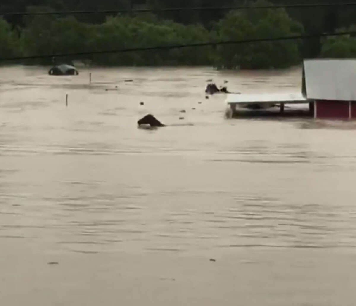 Raw video: Drowning horses fight for survival in flood waters near Houston