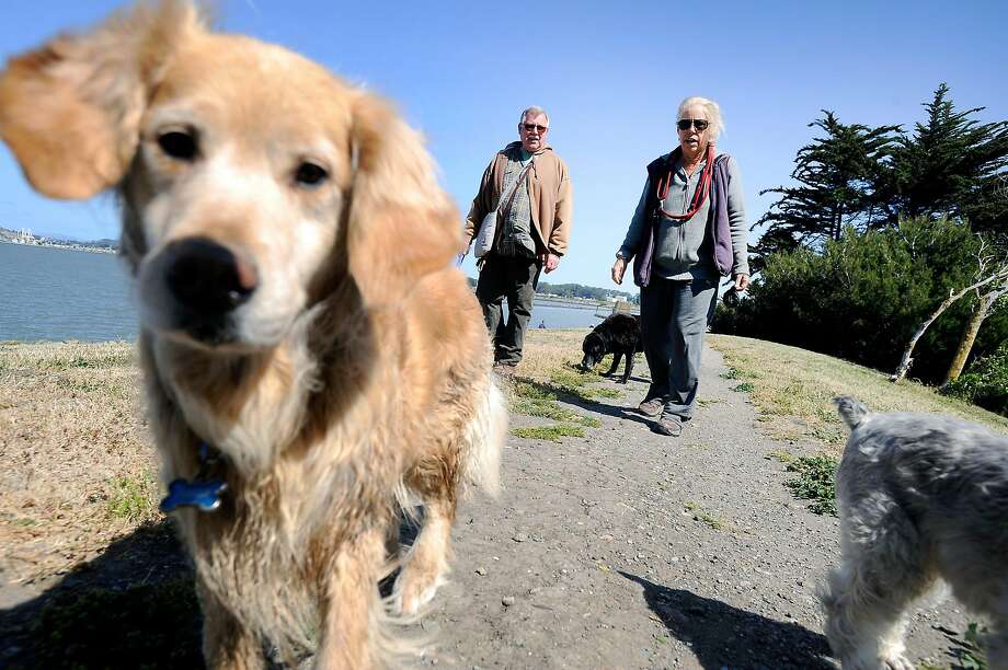 Dog Friendly Parks Throw Pet Owners A Bone Sfgate