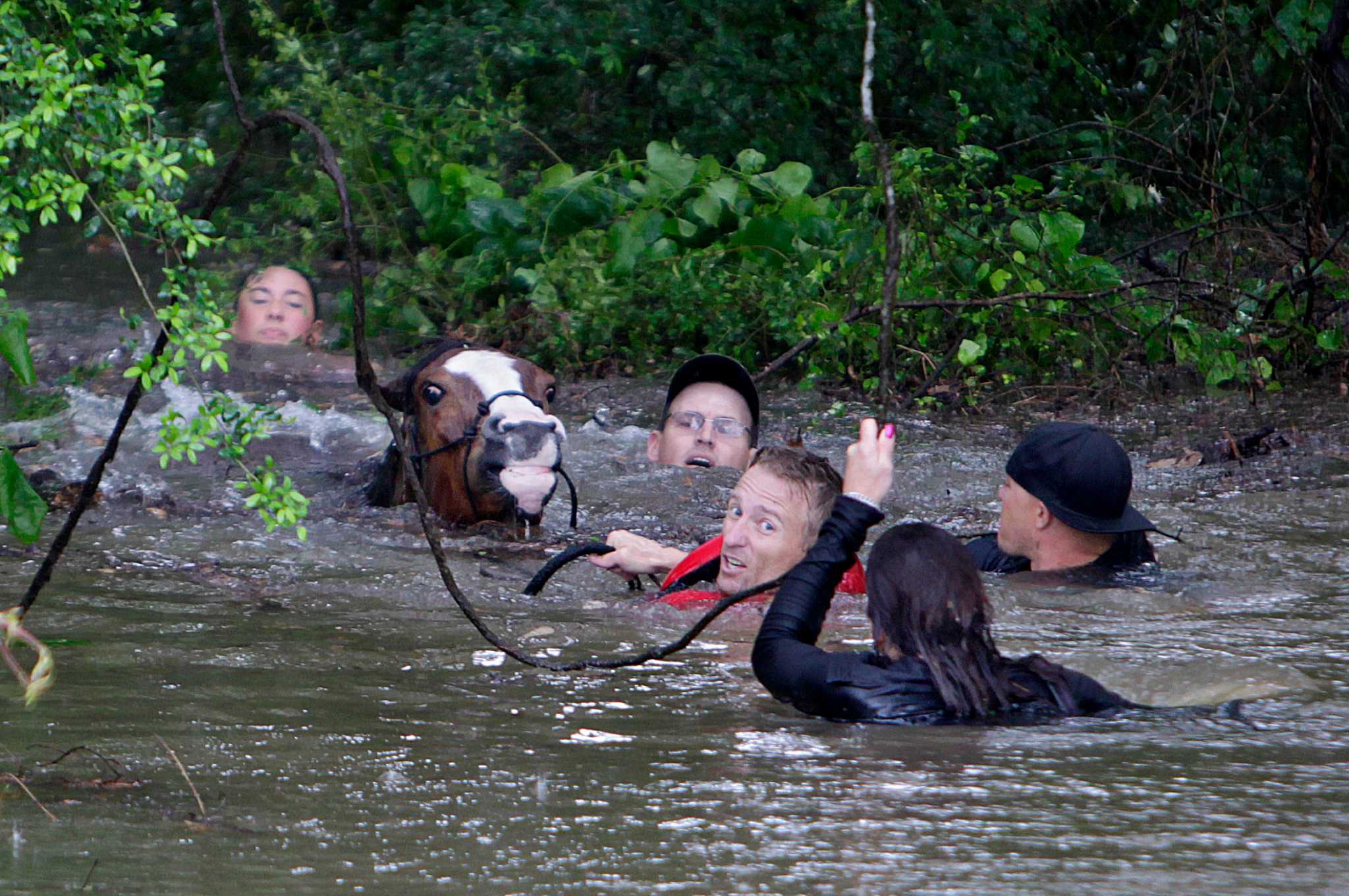 Raw video Drowning horses fight for survival in flood waters near