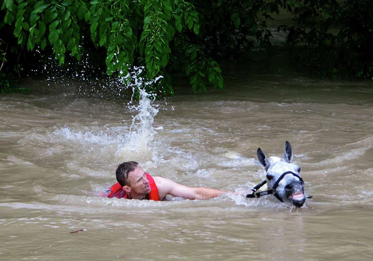 Locals work to rescue up to 70 horses along Cypresswood Drive near Humble along Cypress Creek, Monday, April 18, 2016, in Houston.