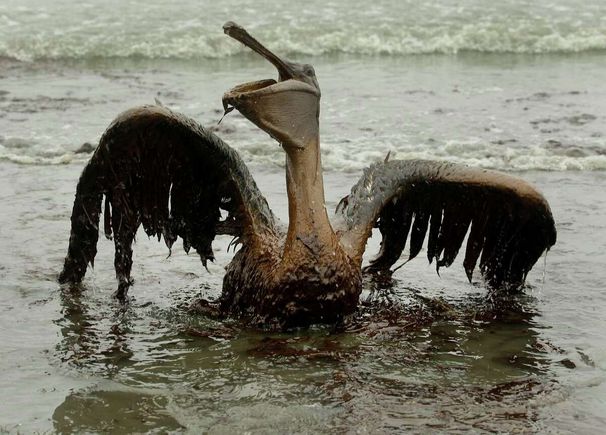 The Gulf oil spill in 2010 cost 11 men their lives and wreaked havoc on wildlife.