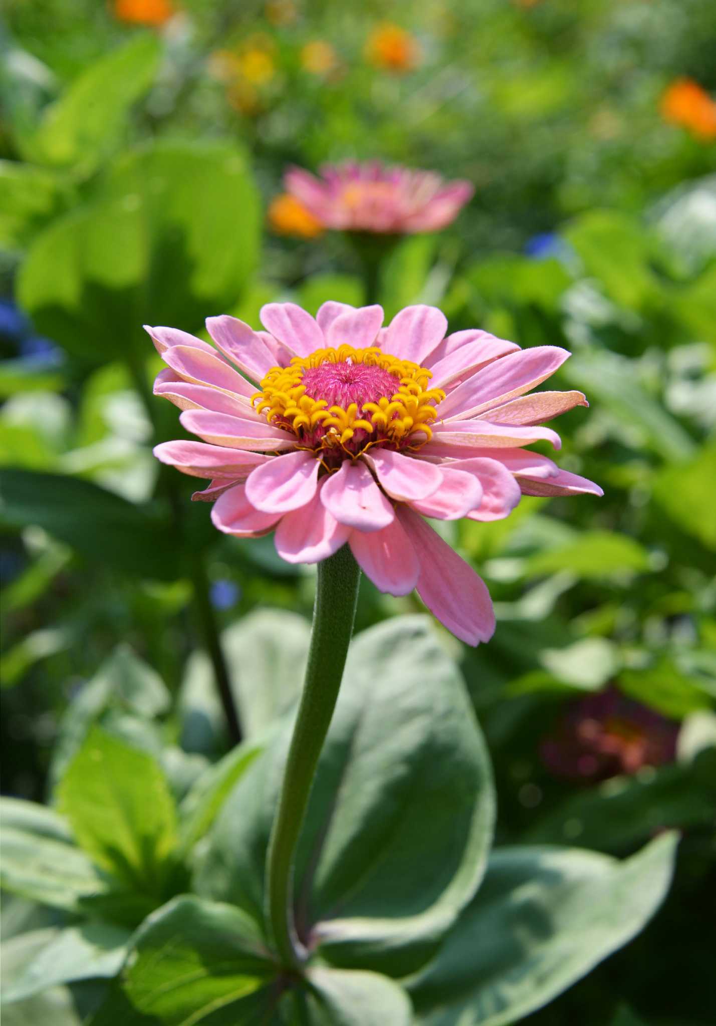 Best Flowers For Upstate Ny Best Flower Site