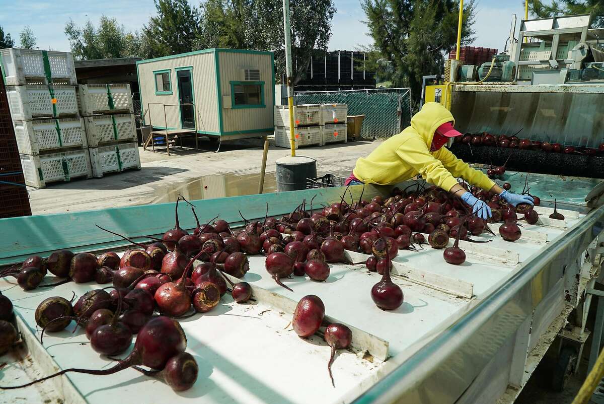 A worker sorts imperfect and regular beets at Coke Farms in San Juan Bautista, Calif. on Tuesday, April 19, 2016. Food companies are finding buyers for their imperfect fruits and vegetables that would otherwise go to waste.