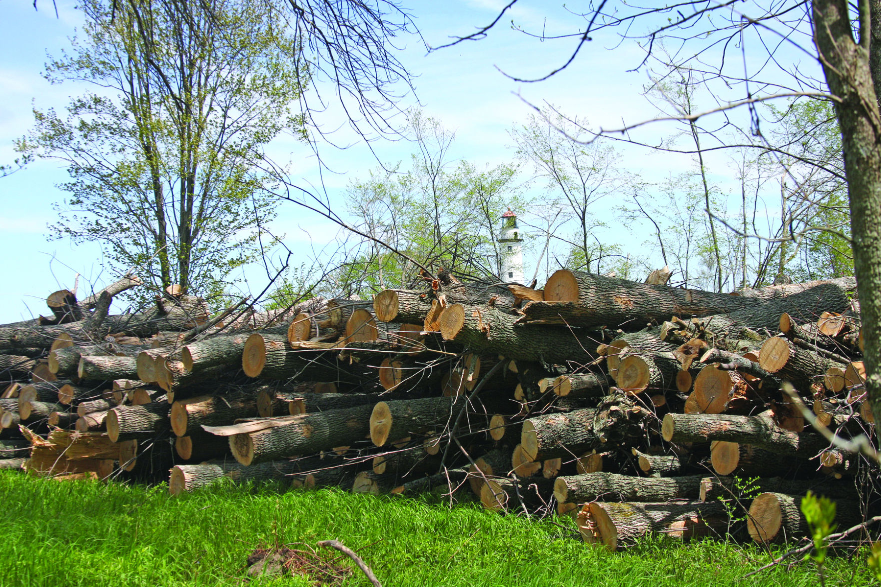 Hundreds of ash trees taken down