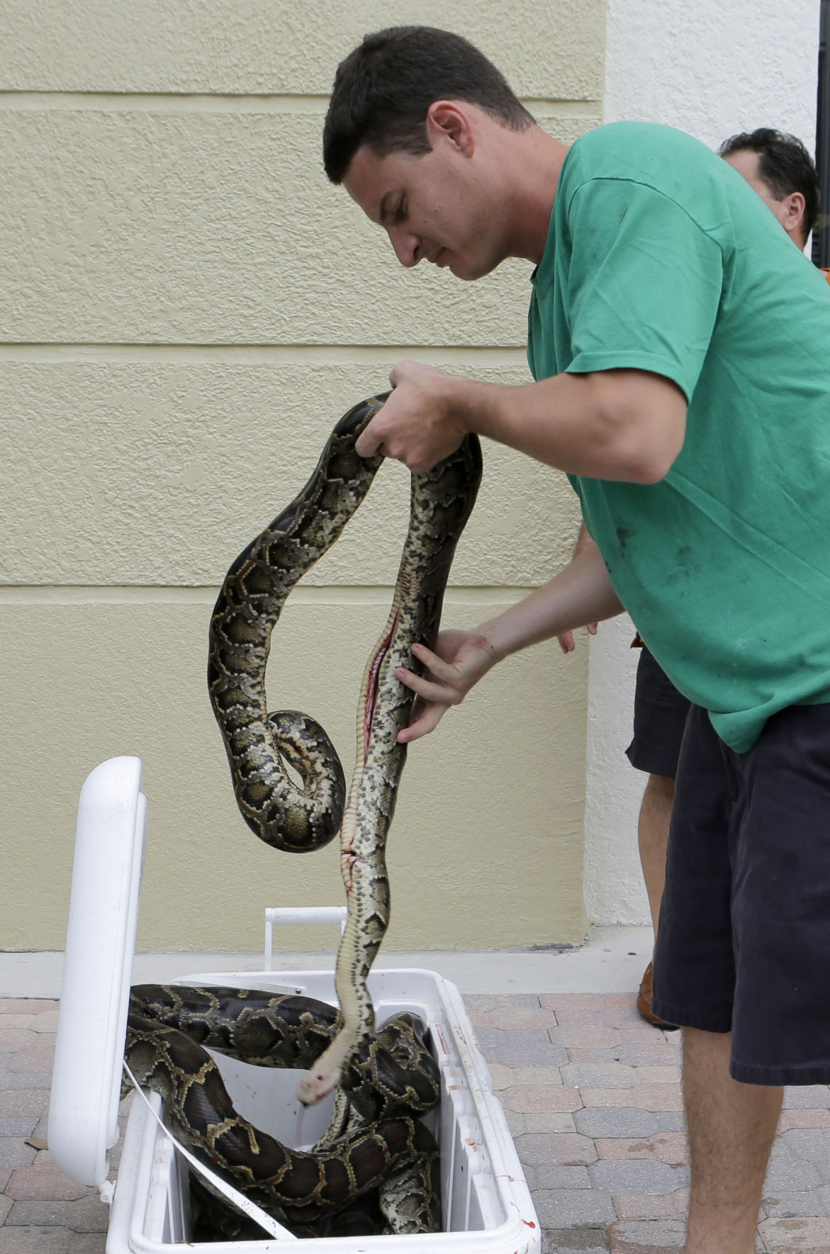 106 Burmese Pythons Captured In Florida, Including 15-footer