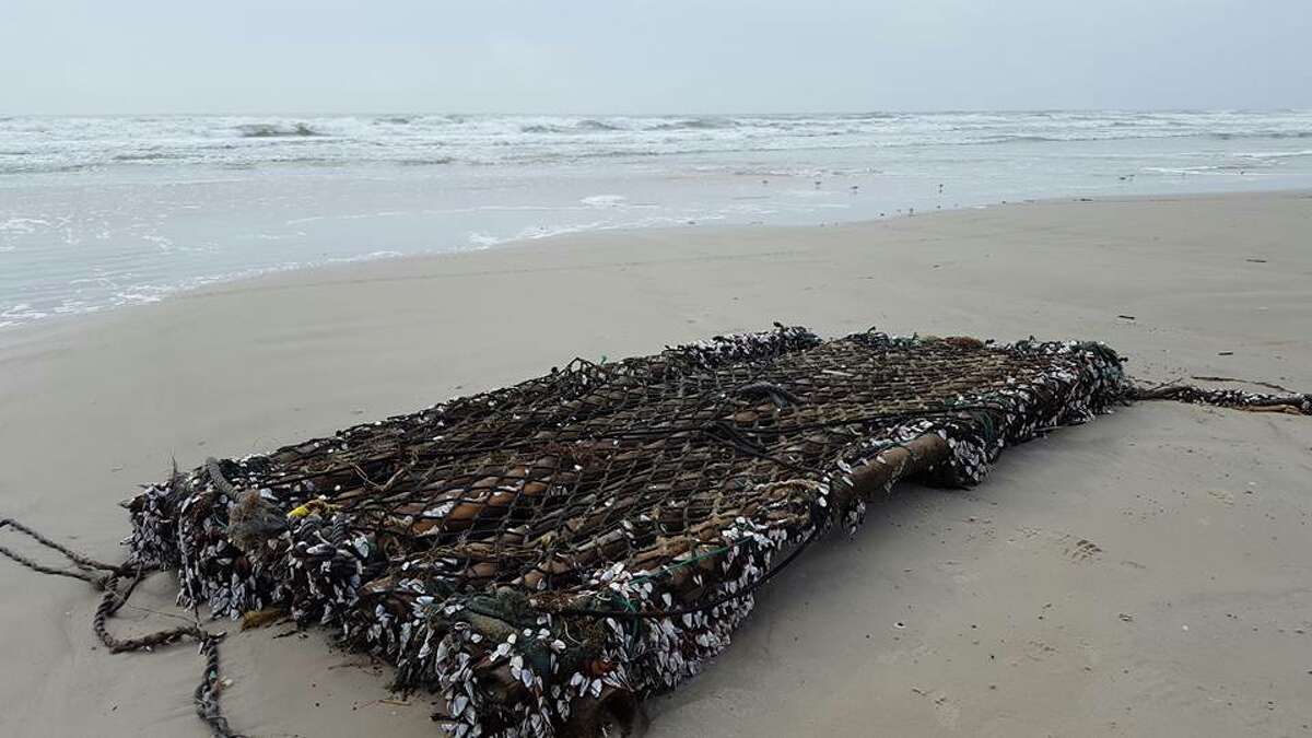 nesting birds padre island national seashore