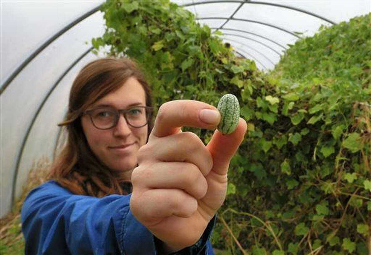 In this Oct. 27, 2015, photo, Ali Clark displays a Mexican sour gherkin at Big Muddy Farms, an urban farm in northern Omaha, Nebraska. Urban farms and community gardens have been a celebrated trend for years, but as more people look to live and work in central cities, growers says it’s harder to find and remain on land now sought by developers. (AP Photo/Nati Harnik)