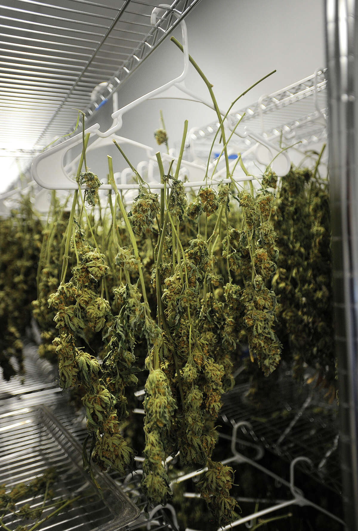 Marijuana flowers hang for curing at Advanced Grow Labs in West Haven, one of Connecticut’s four producers of medical cannabis.