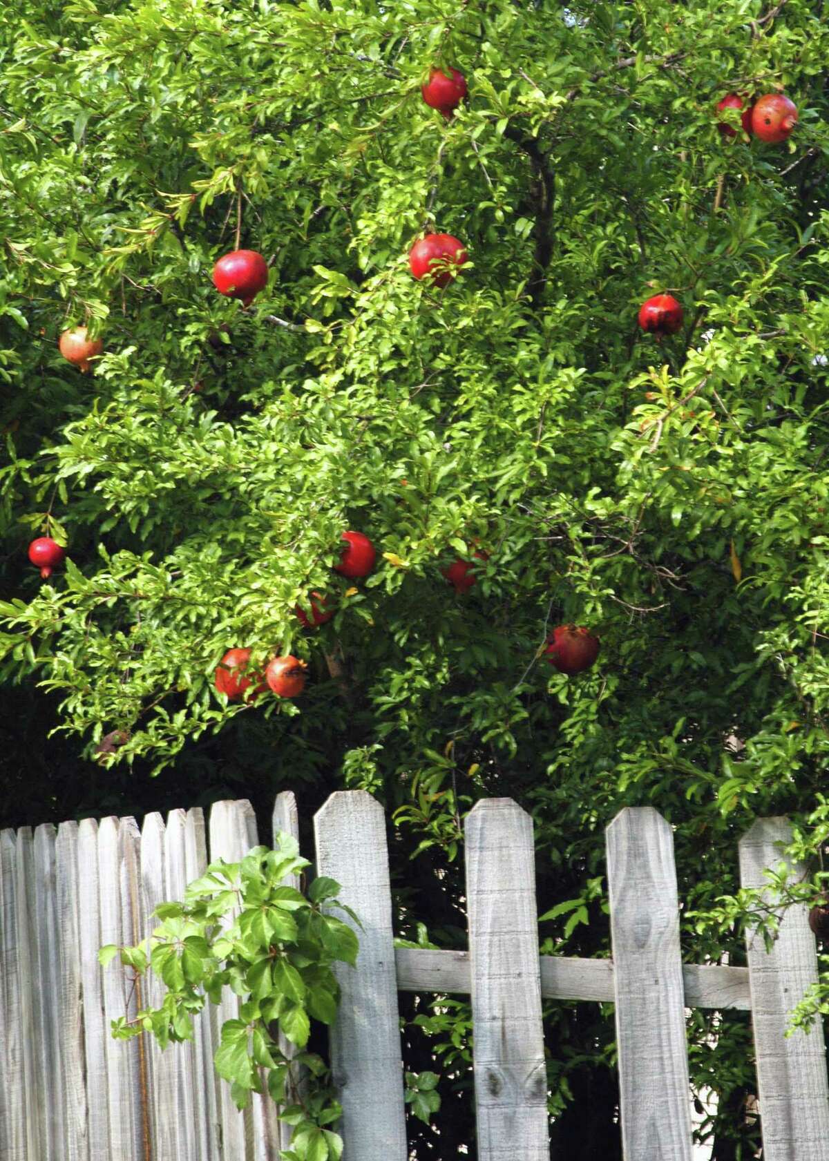 4 easygrow fruit trees perfect for San Antonio