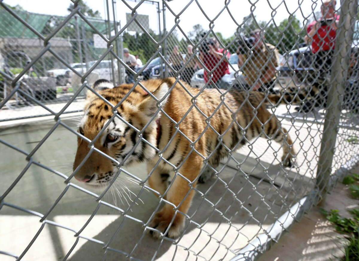 A young female tiger, found around noon in Conroe, is seen at the City of Conroe Animal Shelter Thursday, April 21, 2016, in Conroe. Authorities are looking for its owner, and they suspect it was a pet.