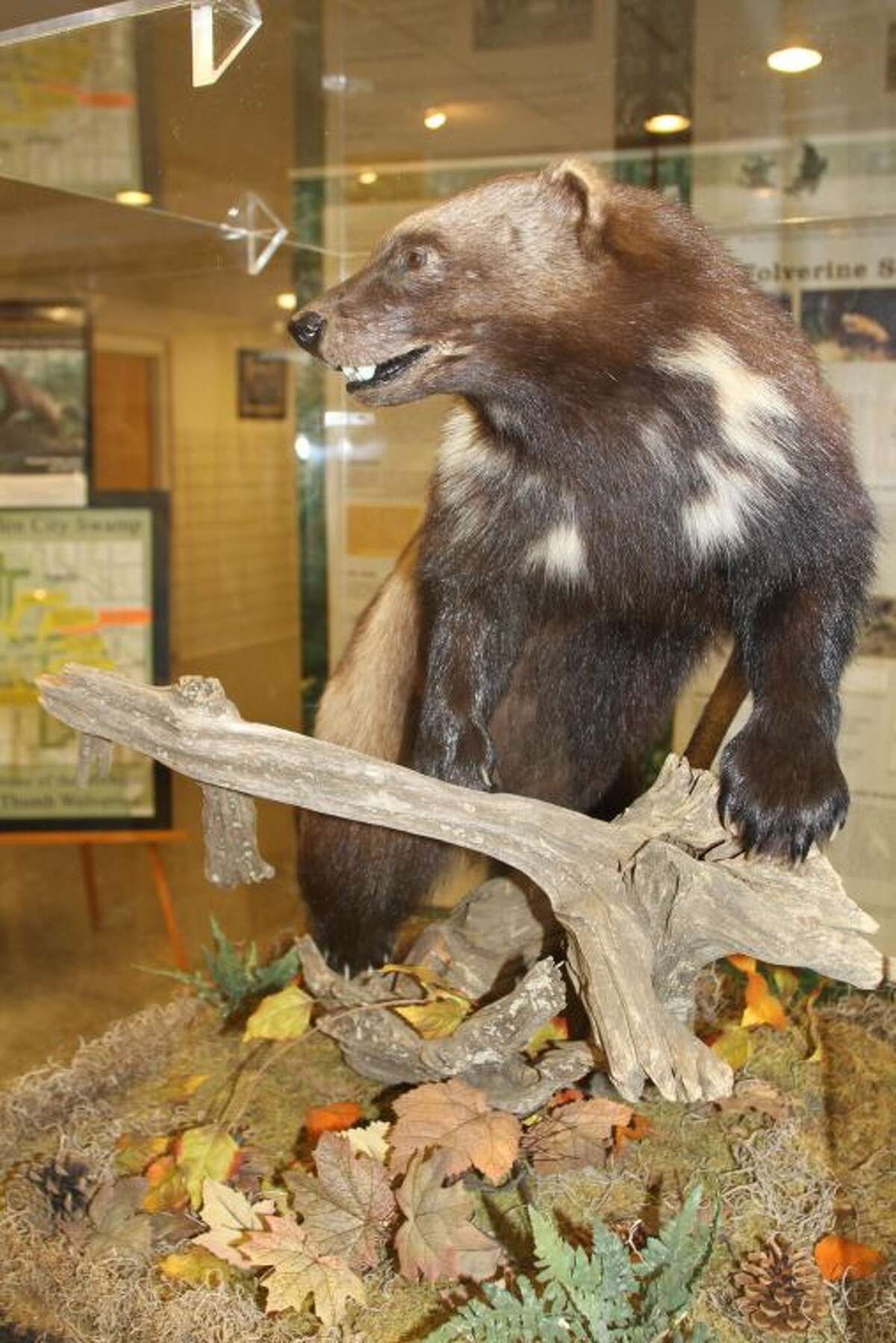 Thumb Wolverine is back in Huron County Thumb Wolverine is back in Huron County