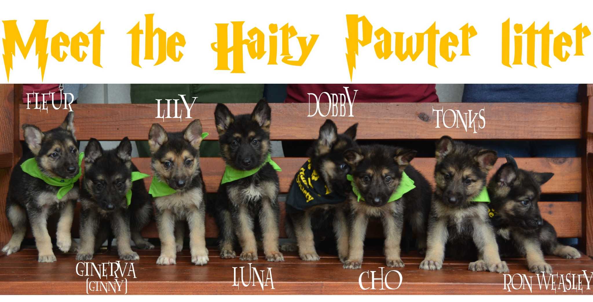 'Harry Potter' puppies up for adoption at the Houston Humane Society