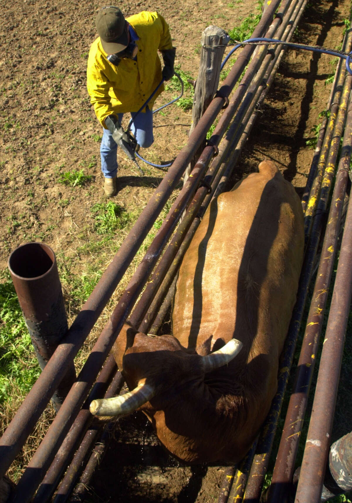 Cattle tick spread may be worst in 73 years