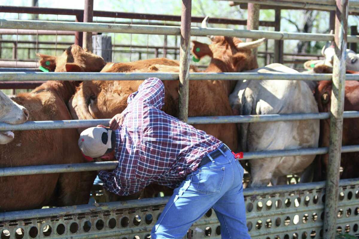 An inspector checks for cattle fever ticks at the Zapata dipping vats in Deep South Texas.