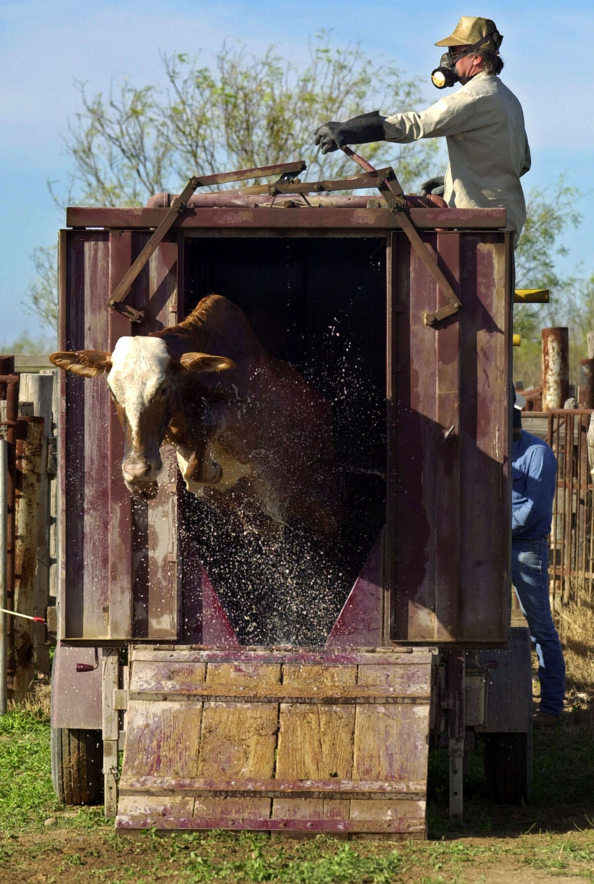 Cattle tick spread may be worst in 73 years