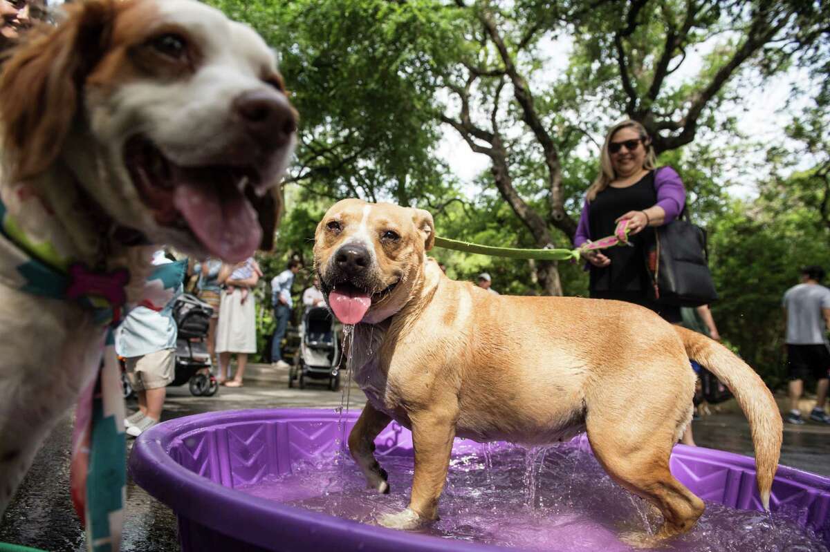 The Bark Park of Alamo Heights - Dog Park