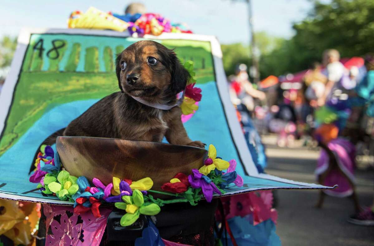 5 mustattend Fiesta parades