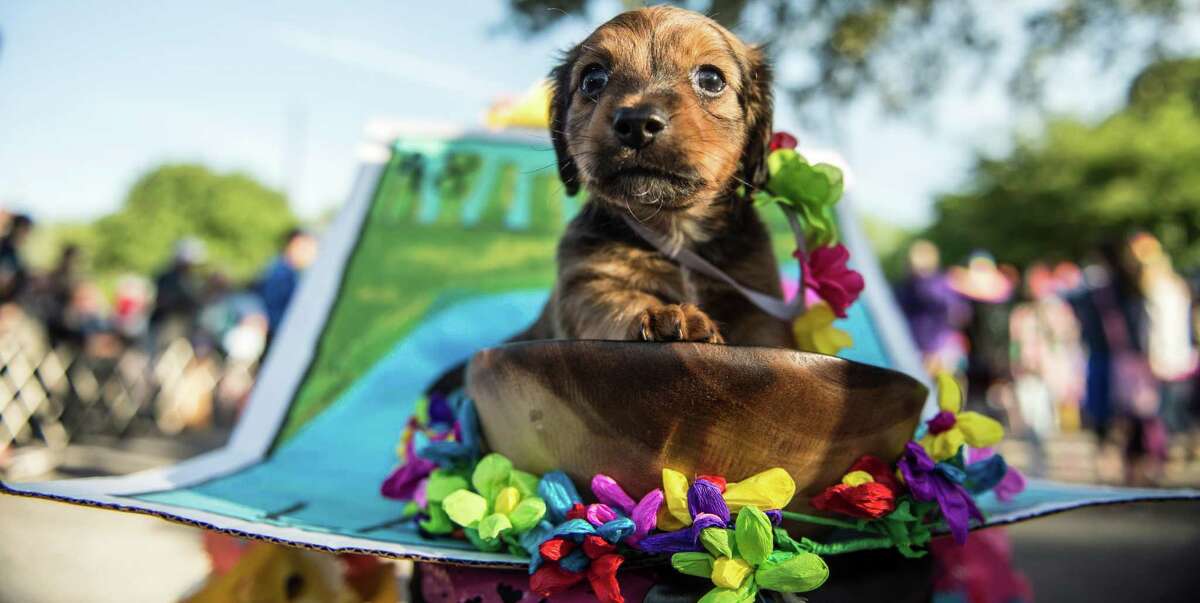 2. We give them their own Fiesta events: Amid the madness of the 10-day, citywide Fiesta, the Pooch Parade puts the spotlight on pups of all sizes, shapes and colors — costumed or not. Another pupular event is the El Rey Fido Coronation. 