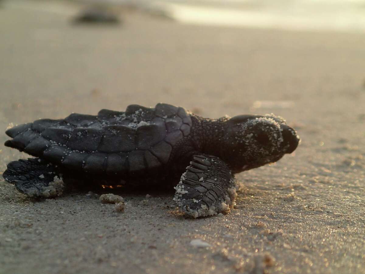 April is nesting season on the Texas coast for Kemp's ridley turtles.