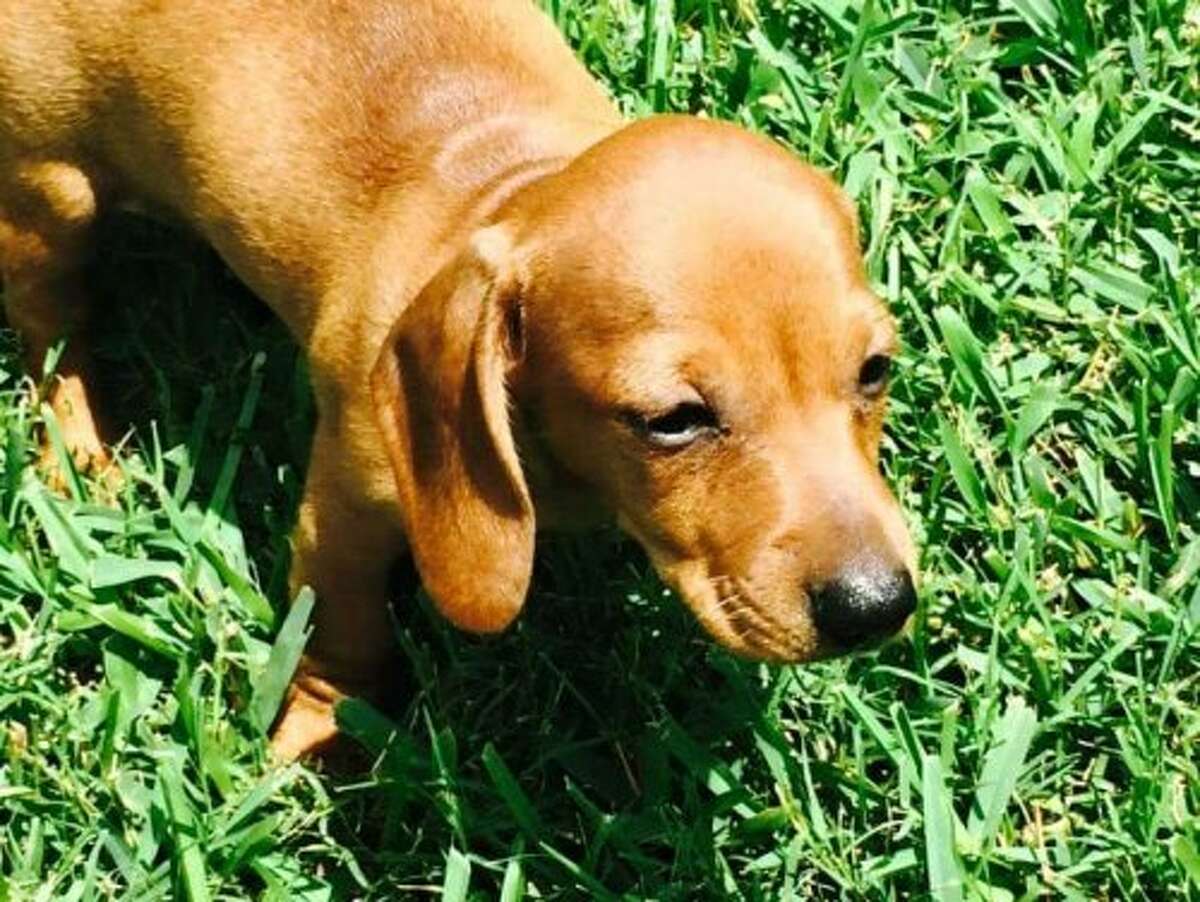 Kingwood-area resident posts sad photo of dachshund's snake bite