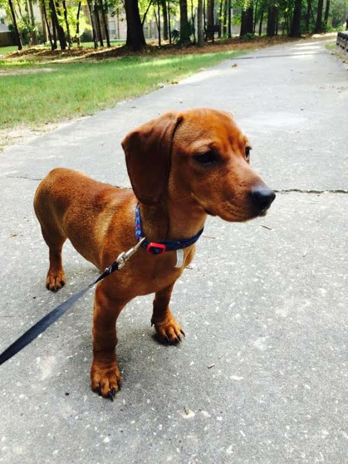 Kingwoodarea resident posts sad photo of dachshund's snake bite