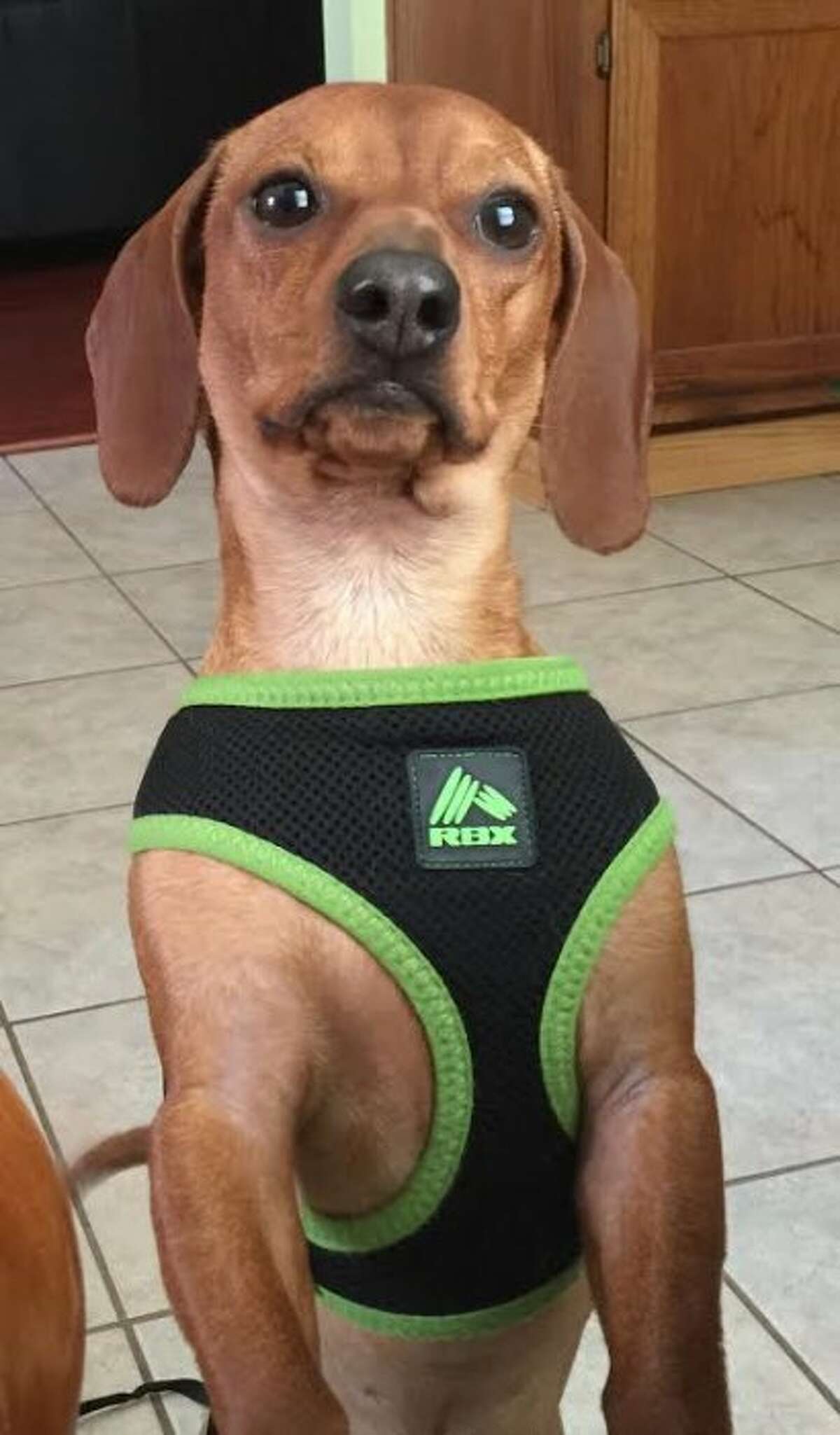 Kingwoodarea resident posts sad photo of dachshund's snake bite