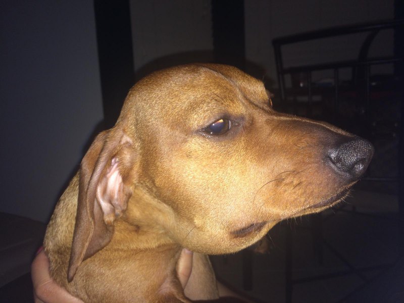 Kingwood Area Resident Posts Sad Photo Of Dachshund S Snake Bite