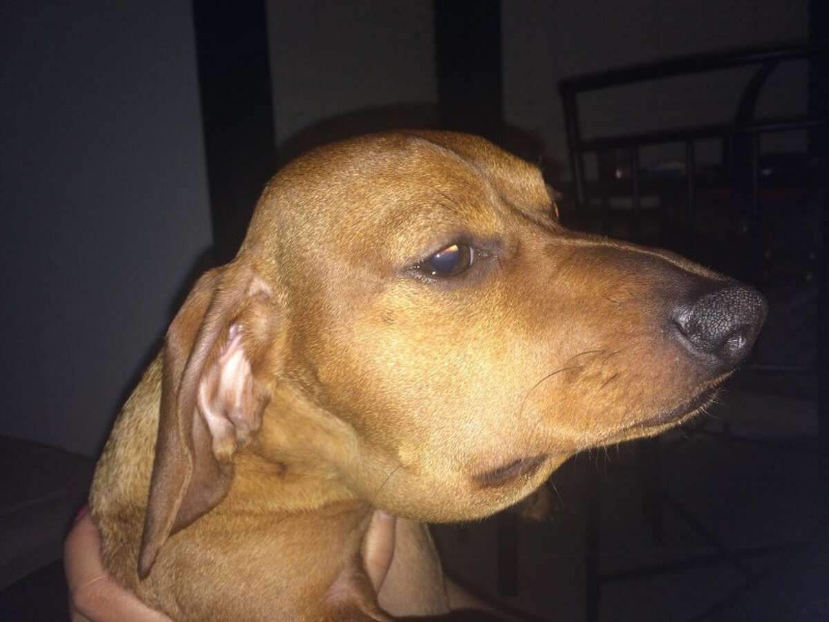 Kingwoodarea resident posts sad photo of dachshund's snake bite