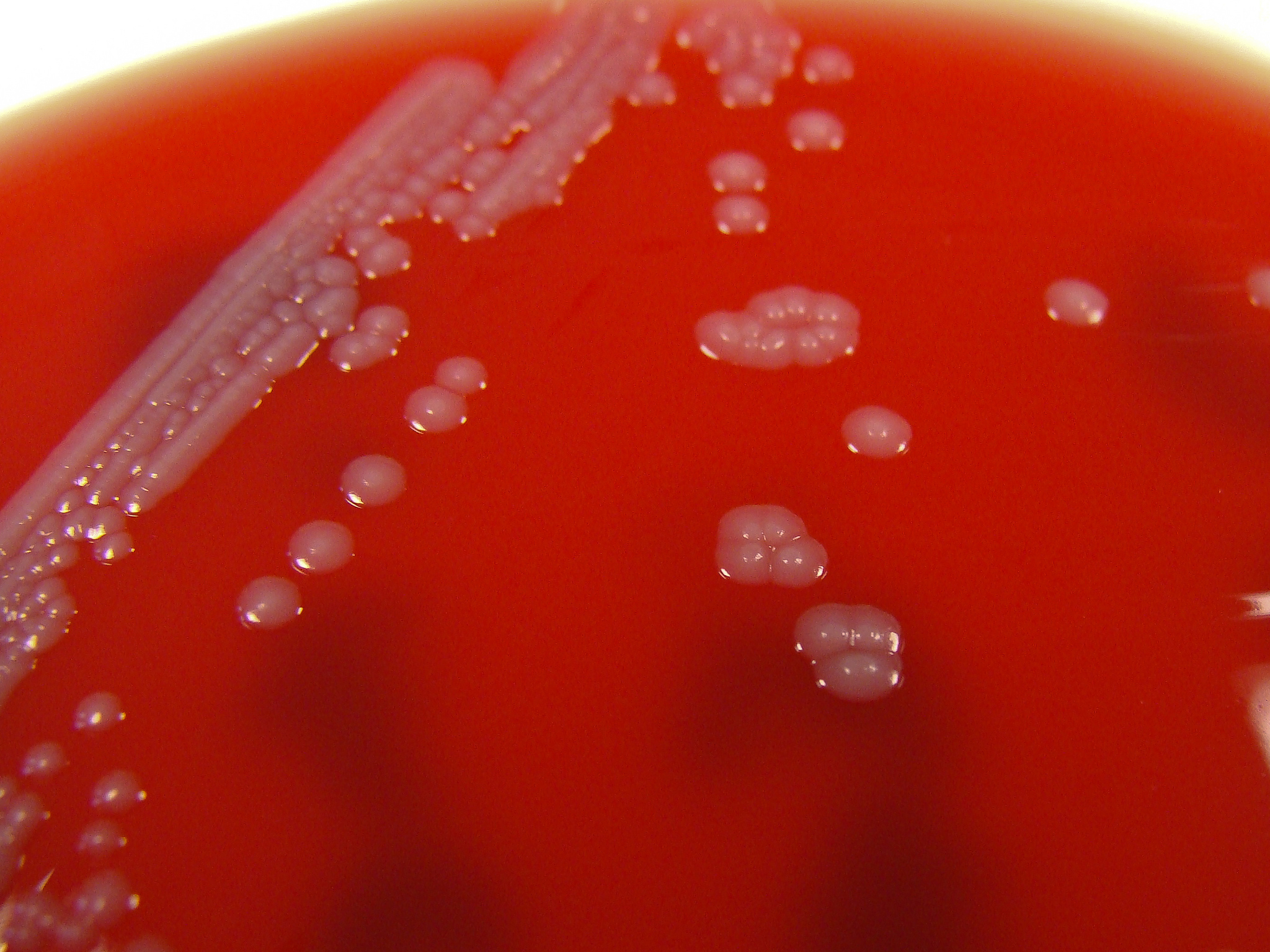 The bacteria strain that could kill you. Or cure malaria.